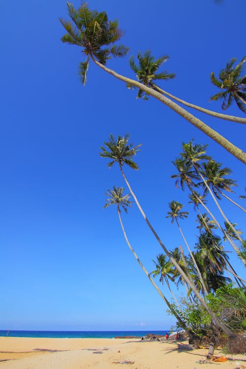 Cocoteros En La Orilla Del Mar Bajo Un Cielo Azul