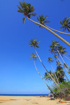 在晴朗的蓝天下，田园诗般的沙滩上倾斜的棕榈树非常适合暑假