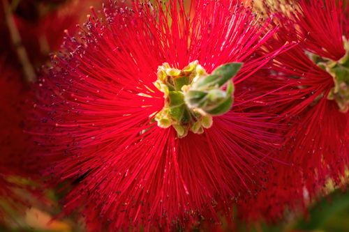 Free Detailed view of a bright red bottlebrush flower showcasing vibrant petals and lush greenery. Stock Photo