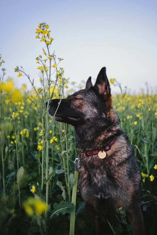 A Dog on the Meadow