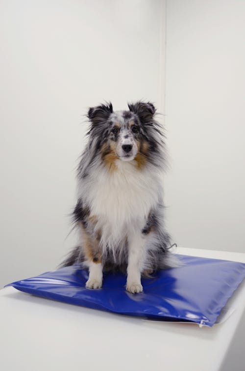 Free stock photo of bluemerle, dog, shetlandsheepdog Stock Photo