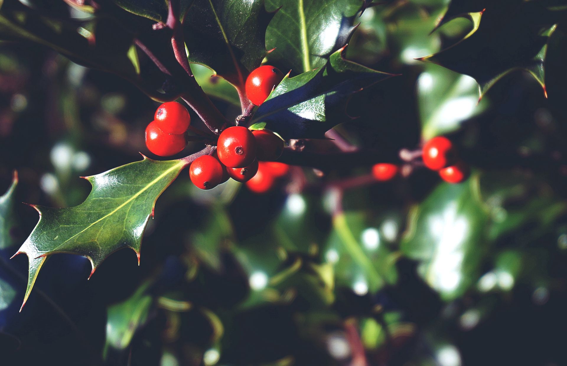 A detailed view of holly berries with sharp green leaves, capturing the essence of winter.