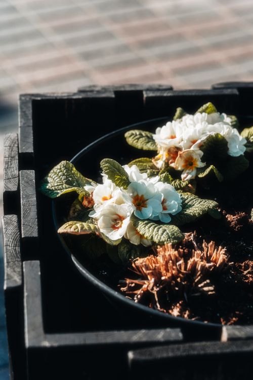 Free Beautiful white primroses bloom in a garden pot, captured in a close-up shot. Stock Photo