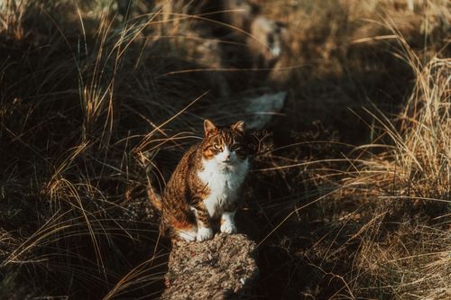 Free A cute domestic cat sitting amid dry grass under sunlight, enjoying nature's warmth. Stock Photo