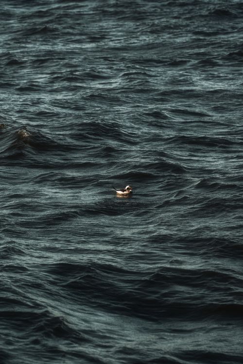 Free A lone bird floats peacefully on the wavy Baltic Sea in Pāvilosta, Latvia. Stock Photo