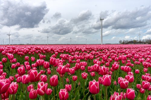 Gratis arkivbilde med grå skyer, røde tulipaner, storm clouds