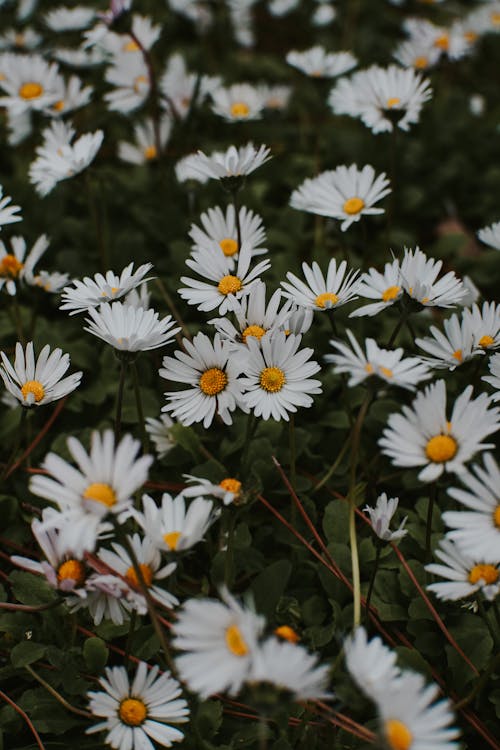 Daisies in Nature
