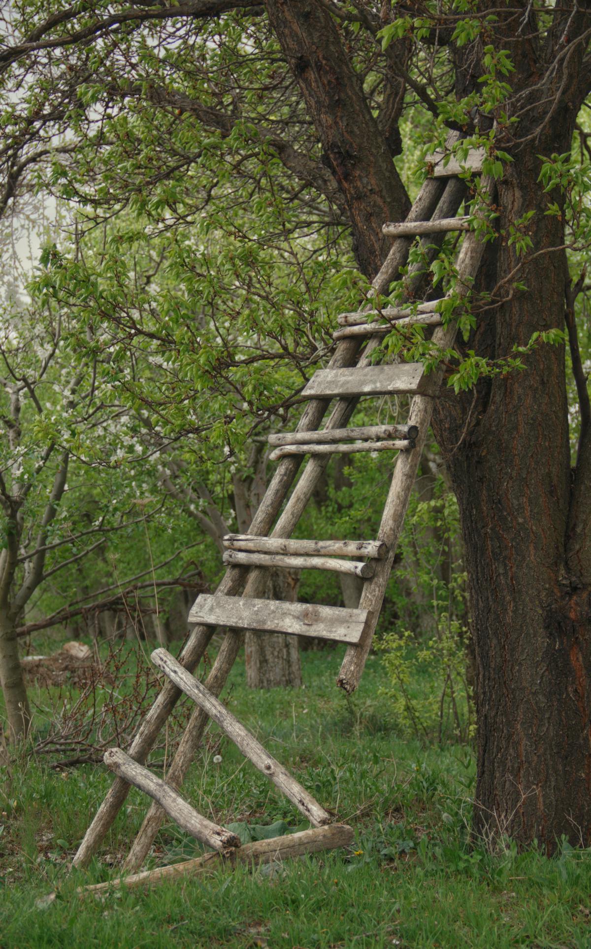 Broken Ladder Photos, Download The BEST Free Broken Ladder Stock Photos