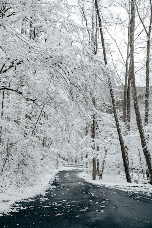 Snowed Winter Forest