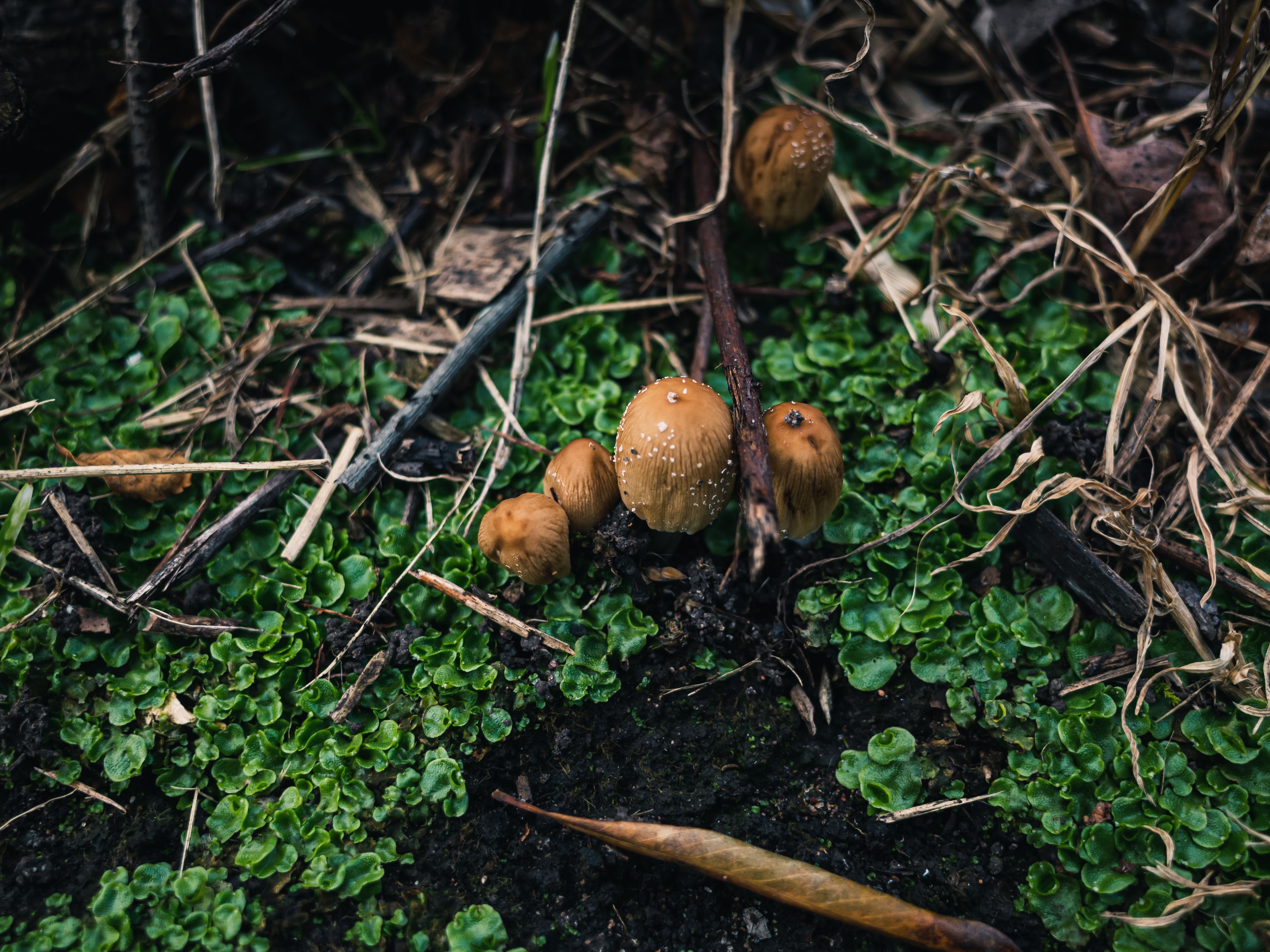 Foto de stock gratuita sobre bosque, crecimiento, flora, hongo, hongos ...