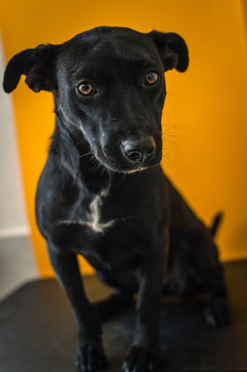 Kostnadsfri bild av djurfotografi, gul bakgrund, hund