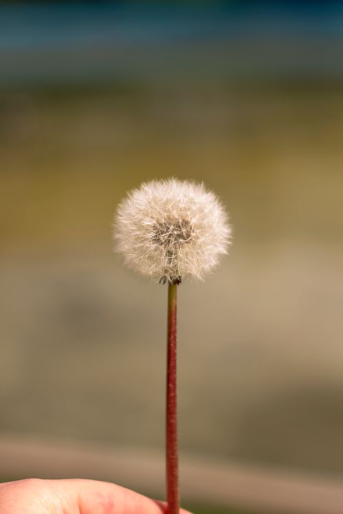 Free A detailed close-up of a fluffy dandelion seedhead against a blurred background, capturing spring's essence. Stock Photo