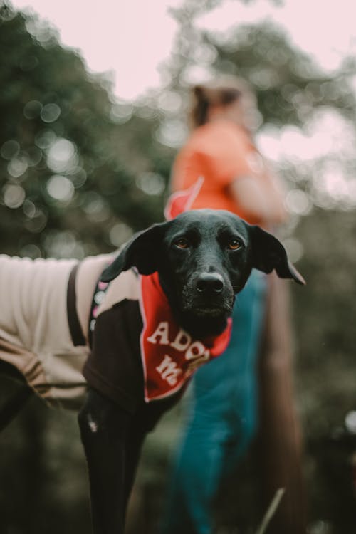 Dog in Clothes