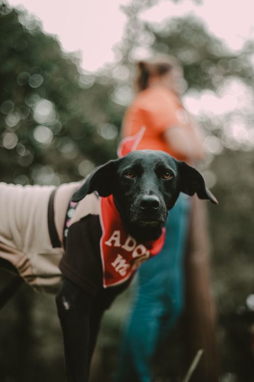 Free A black dog with an 'Adopt Me' bandana looks curiously at the camera in a park setting, with a person in the background. Stock Photo