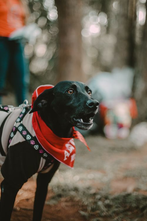 Free Black dog wearing a red bandana in an outdoor park in São Paulo, Brazil. Stock Photo