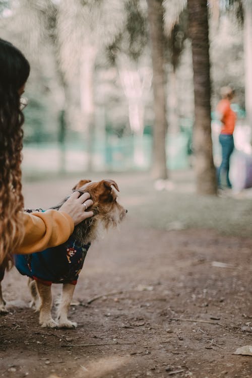 Immagine gratuita di animale, animale domestico, cane