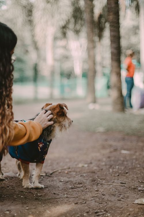 Free A cute dog in a blue coat being petted in a São Paulo park, showcasing urban pet life. Stock Photo