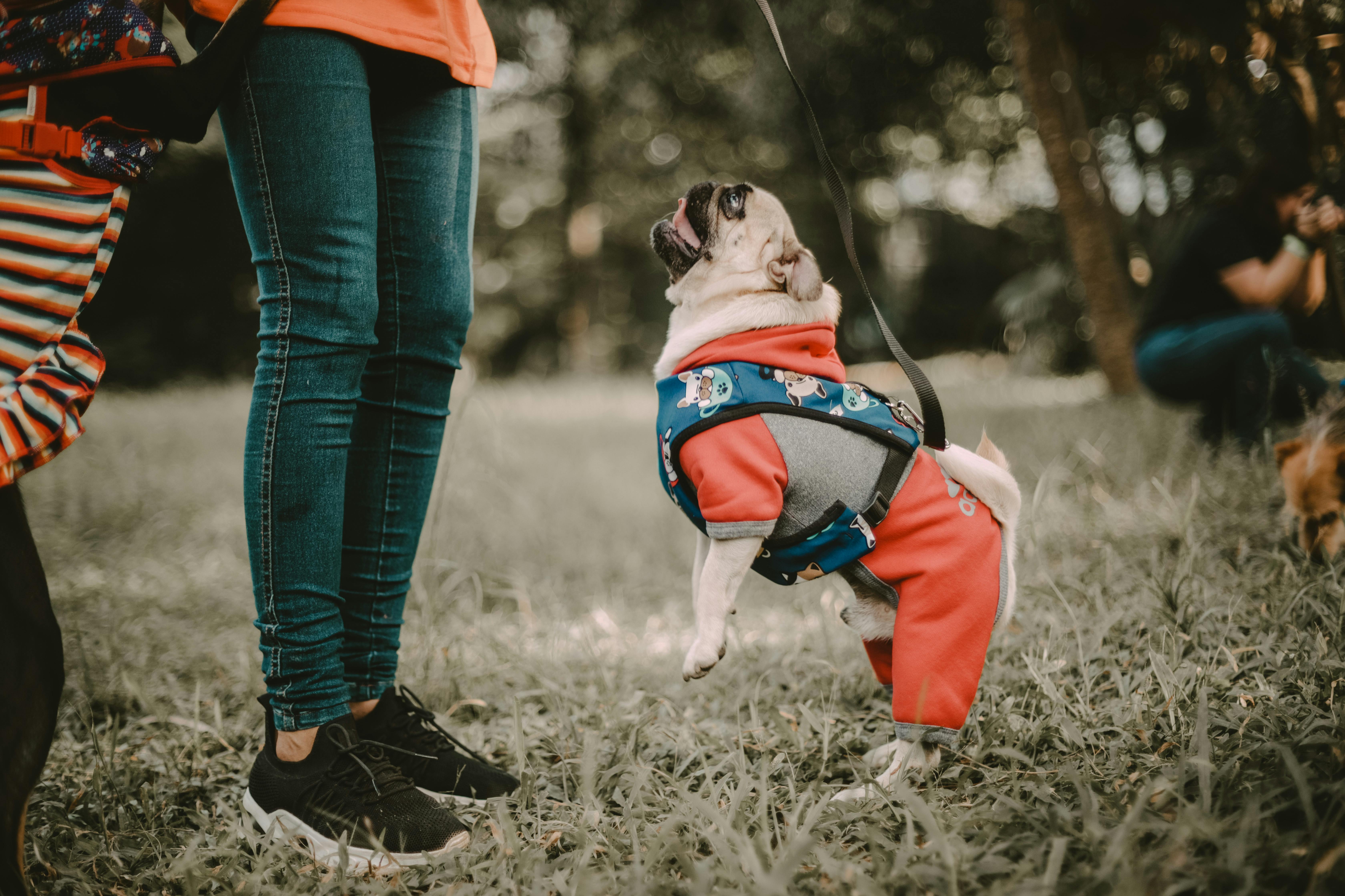 pet lifestyle more lifestyle pets — Photo by Alberlan  Barros on Pexels