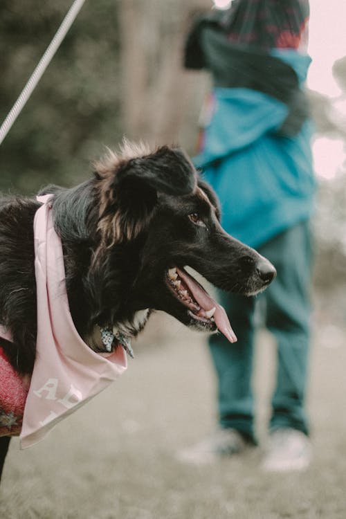 Close up of Border Collie Head