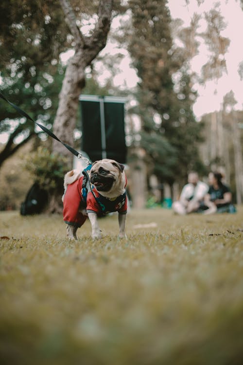 Pug in Clothes on Grass