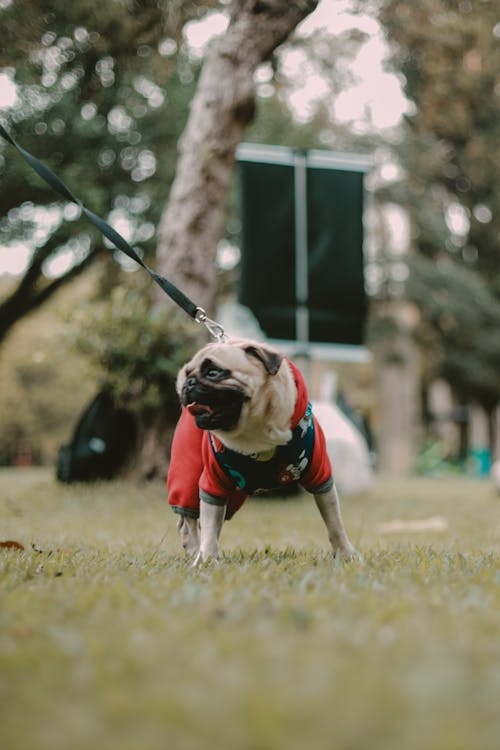 Pug in Clothes on Leash