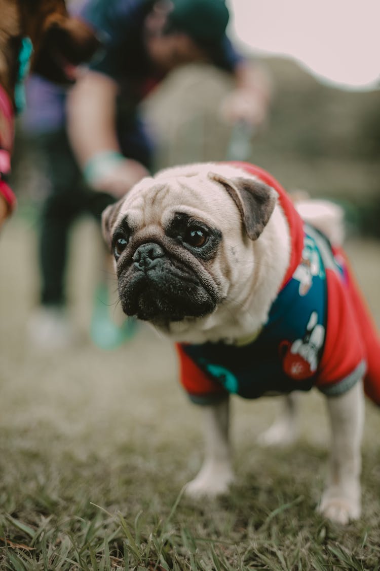 Pug In Clothes