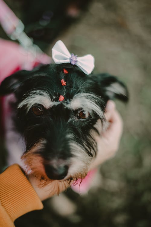 Close-up of a Dog Wearing a Bow Hairpin 