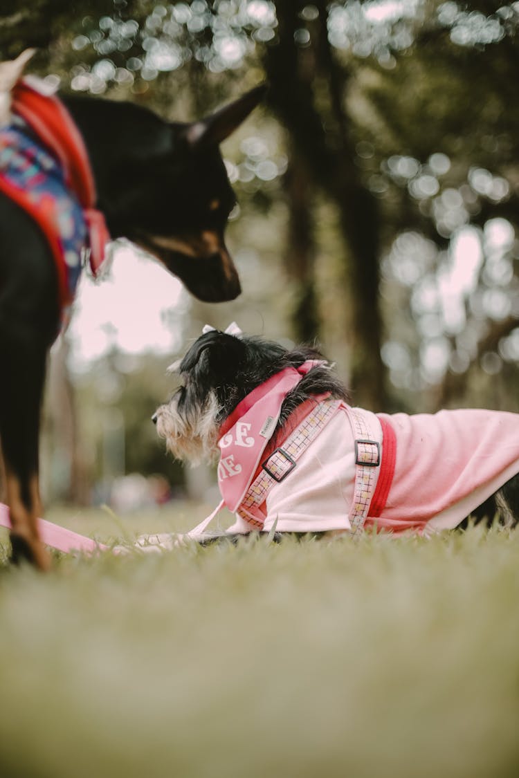 Dogs In Clothes