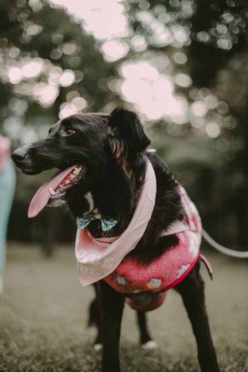 A Dog Standing Outdoors 