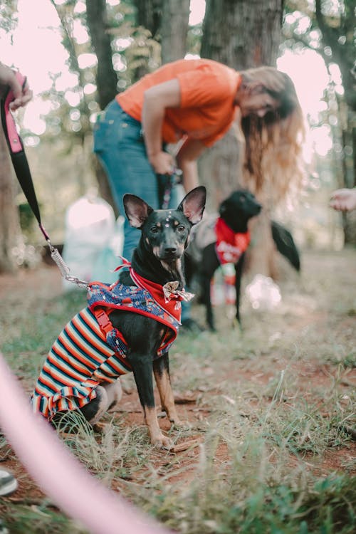 Manchester Terrier in a Dress at a Dog Show