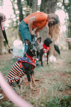 Fashionable dogs in a park during a show, featuring striped outfits and lively outdoor ambiance.