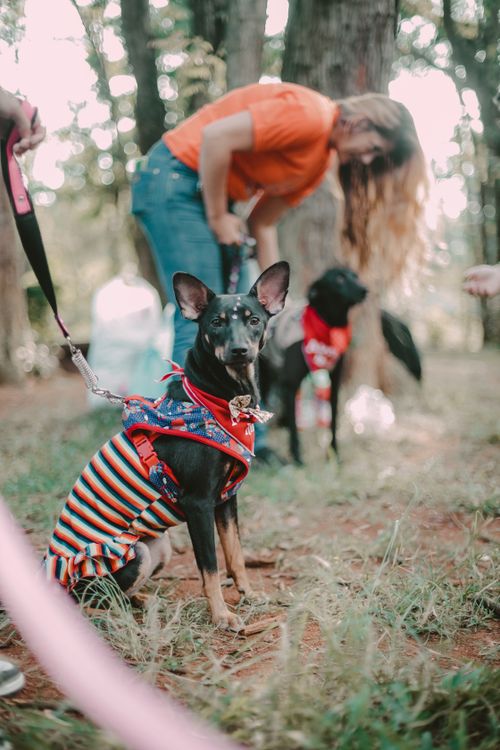 Free Fashionable dogs in a park during a show, featuring striped outfits and lively outdoor ambiance. Stock Photo