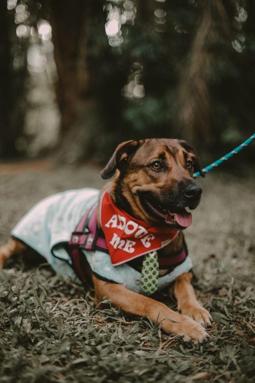 Free Dog in fashionable attire lying on grass in São Paulo park, wearing an 'Adopt Me' bandana. Stock Photo