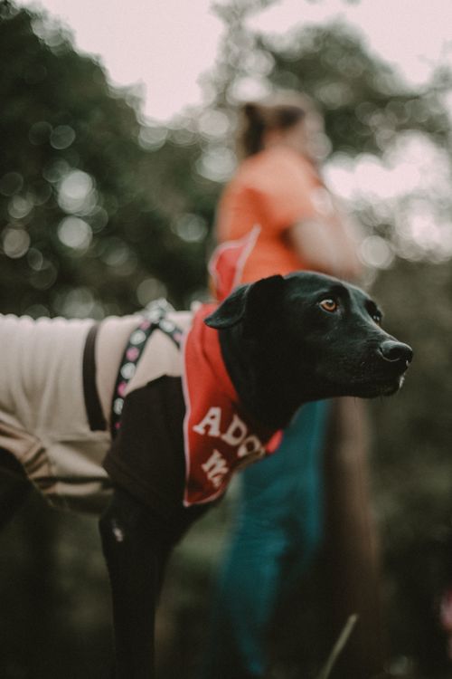 Free Black dog wearing an adoption bandana standing outdoors, with a person in the background. Stock Photo