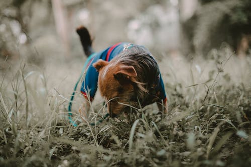 A Puppy in Grass