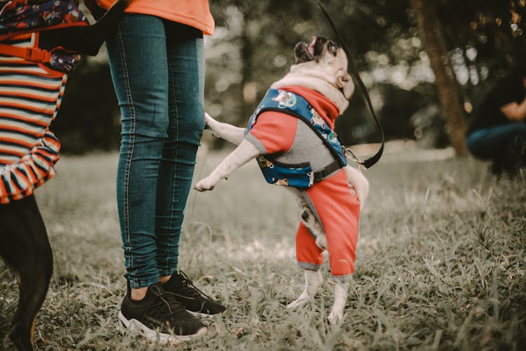 Pug In Clothes Standing By Person Legs