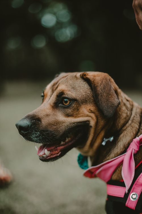 Free Detailed close-up of a smiling dog wearing a pink harness outdoors in São Paulo, Brazil. Stock Photo