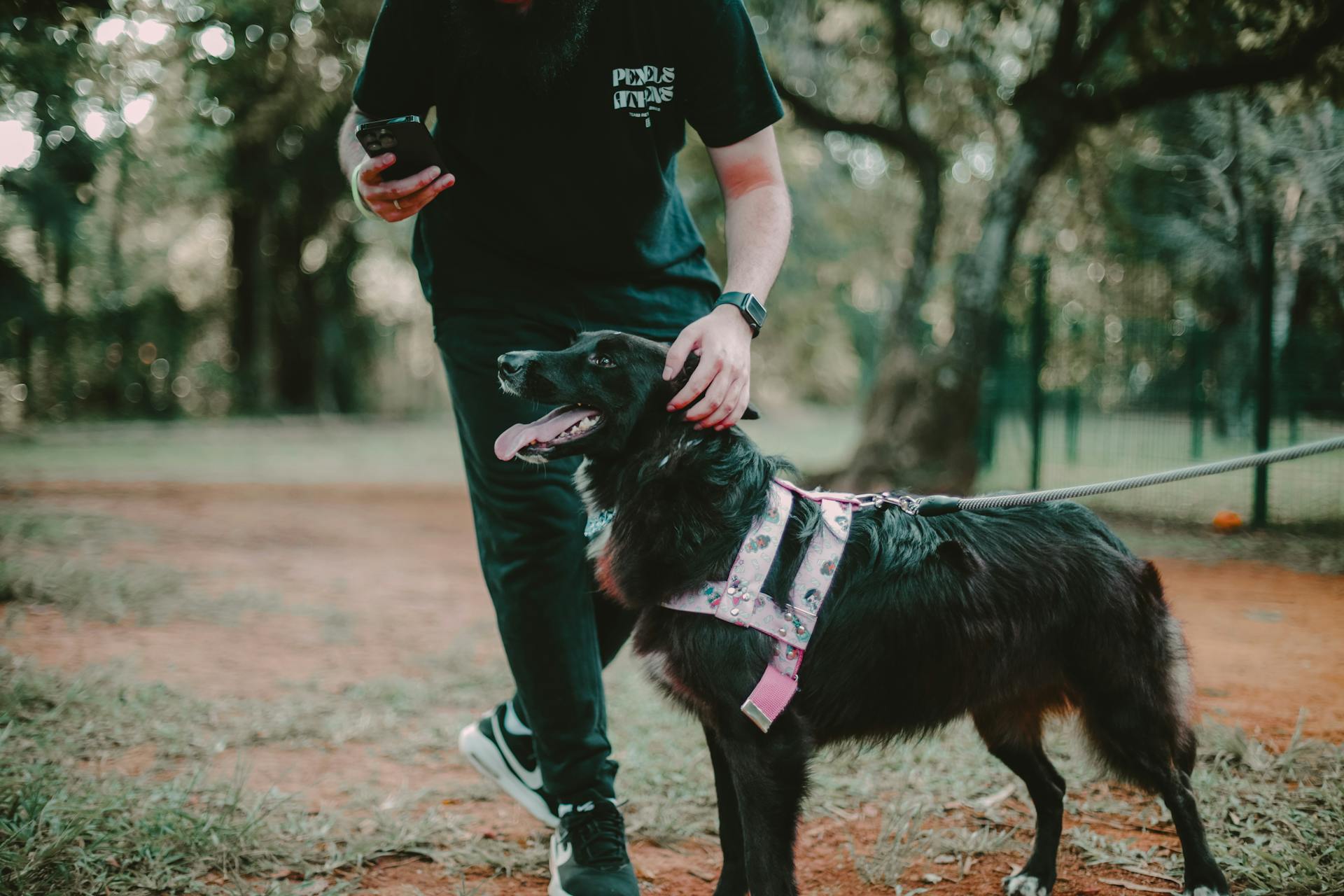 Man Petting a Dog in a Park