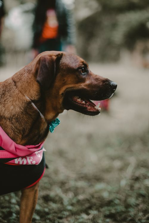 Free Charming brown dog wearing a pink outfit with turquoise bow in a São Paulo park. Perfect pet photography. Stock Photo