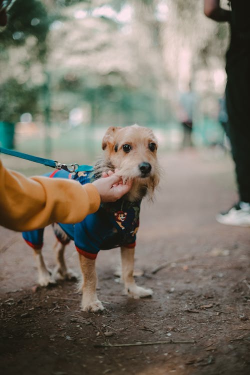 A Small Dog on a Leash in a Park 