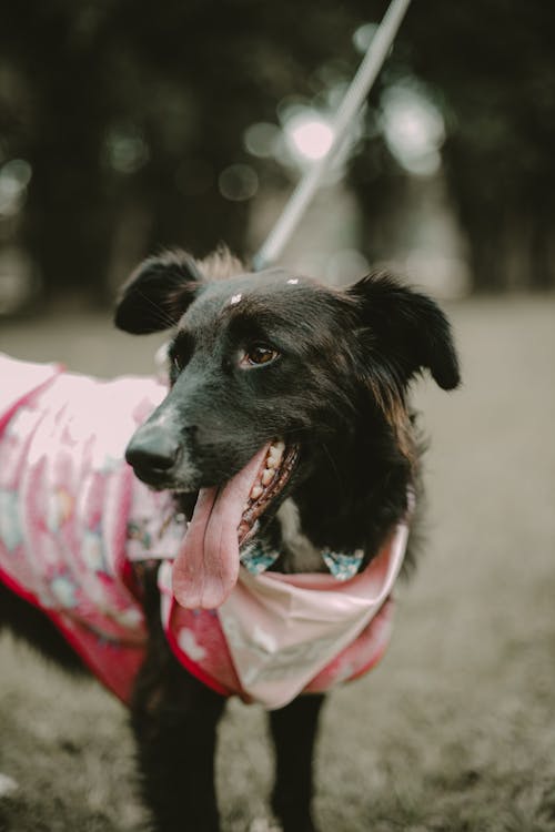 Portrait of a Dog in Pink Clothes