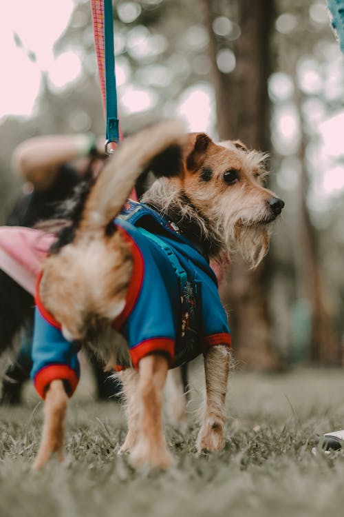 A Small Dog on a Leash in a Park 