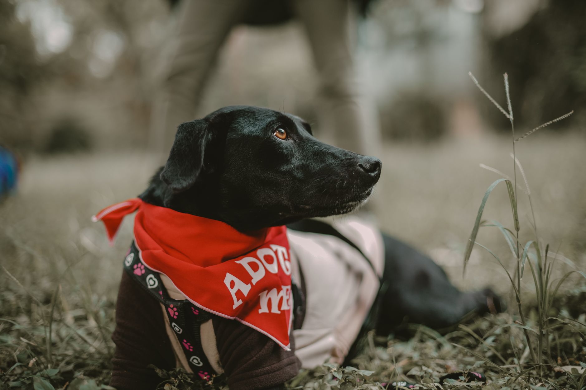 A black Labrador dog lying outdoors wearing a red 'Adopt Me' bandana, promoting pet adoption.