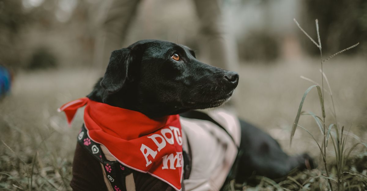 The Benefits of Adopting a Rescue Pet