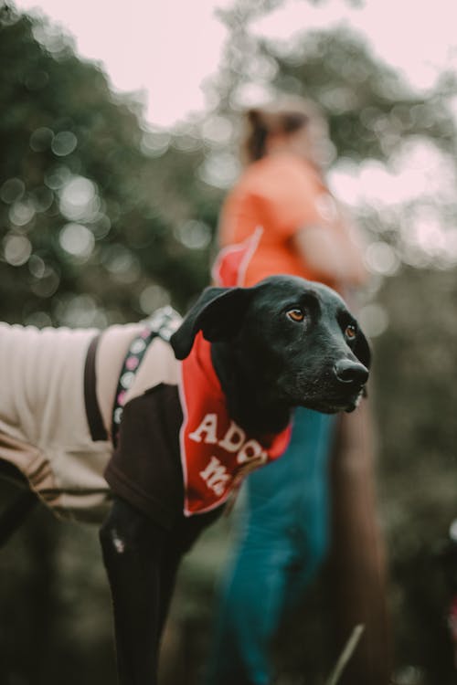 Dog in Clothes