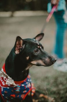 Close-up of a dog wearing a bandana and sweater on a leash in São Paulo, Brazil.