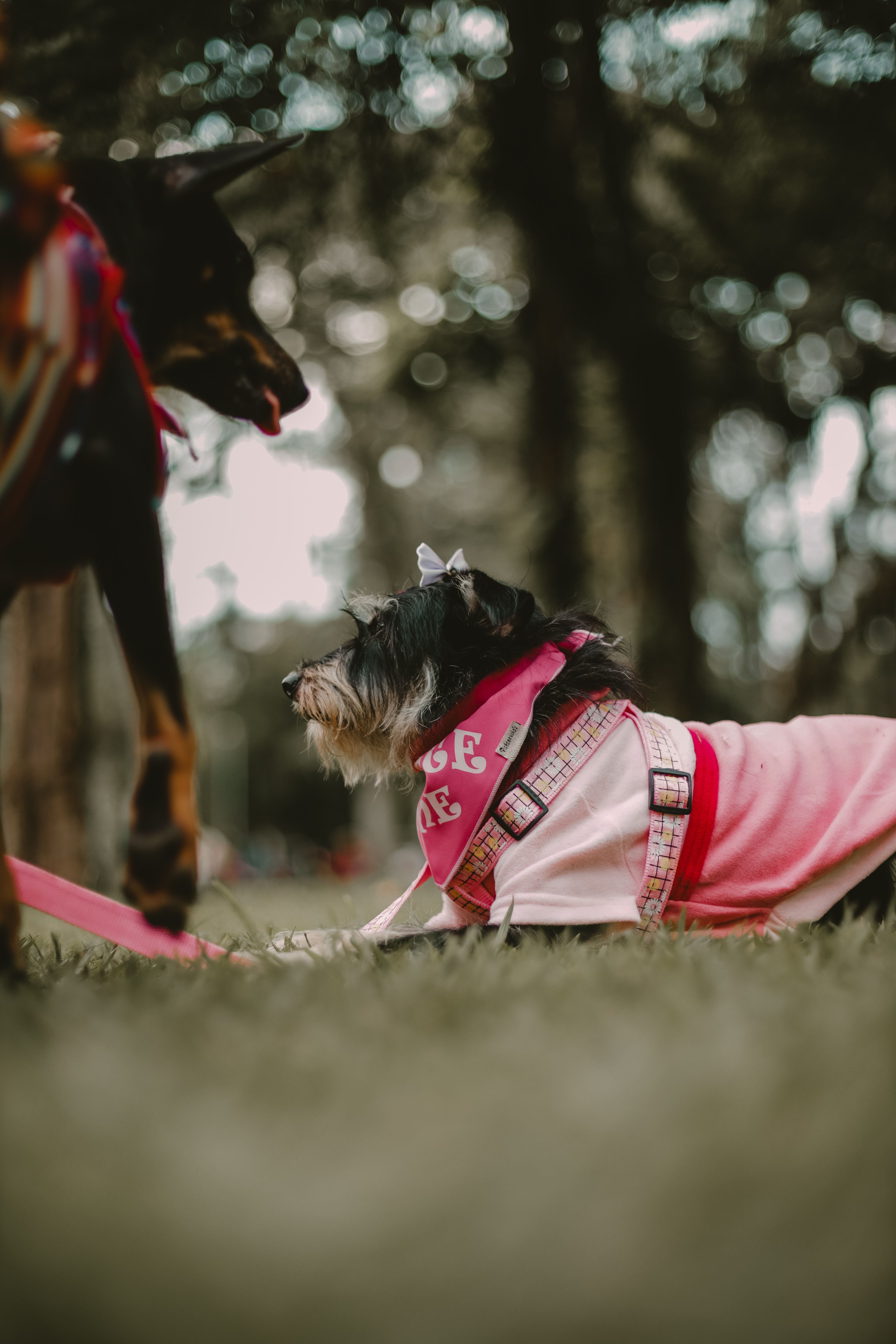Adorable dogs dressed in fashionable clothing, enjoying a day out in a São Paulo park.