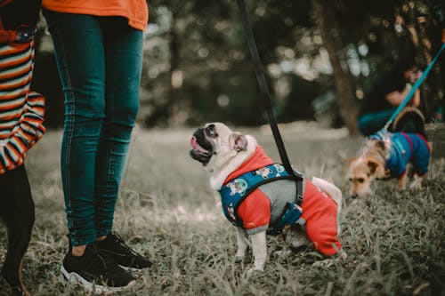 Close up of Pug in Clothes