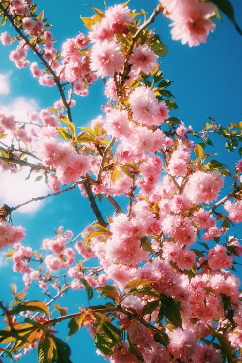 Fotos de stock gratuitas de árbol, cielo, flores