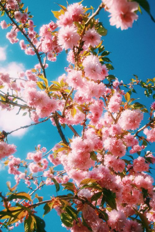Free Beautiful cherry blossom branches blooming against a vibrant blue sky in Rheinsberg, Germany. Stock Photo